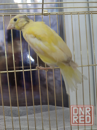 Канарейки Макеевка - изображение 4