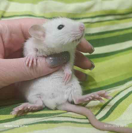 Сиамский Дамбо Донецк