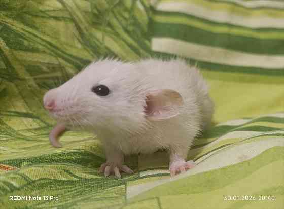 Сиамский Дамбо Донецк