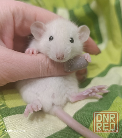 Сиамский Дамбо Донецк - изображение 3