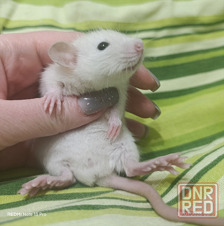 Сиамский Дамбо Донецк - изображение 2