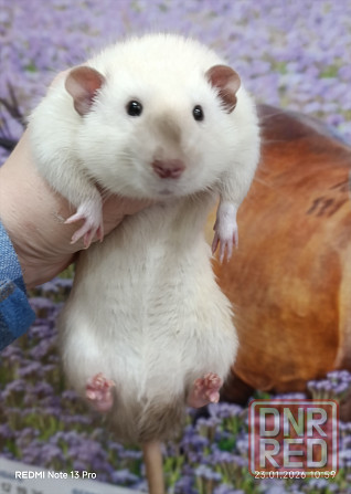 Сиамский Дамбо Донецк - изображение 4