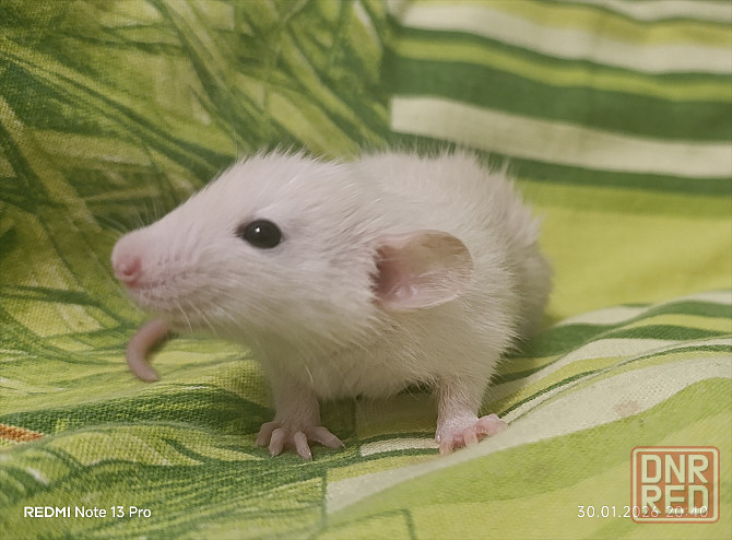 Сиамский Дамбо Донецк - изображение 1