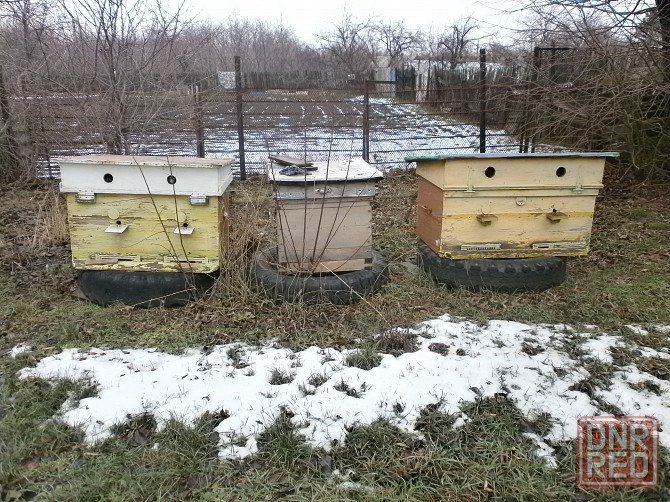 Продам улики Луганск - изображение 1