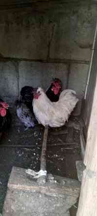 Продам петушков,курей. Макеевка