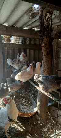 Продам петушков,курей. Макеевка