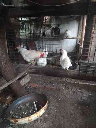 Продам петушков,курей. Макеевка