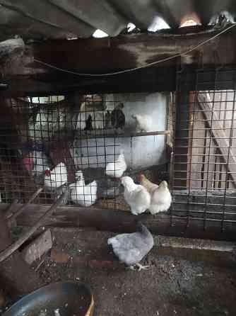 Продам петушков,курей. Макеевка