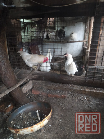 Продам петушков,курей. Макеевка - изображение 1