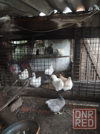 Продам петушков,курей. Макеевка - изображение 2