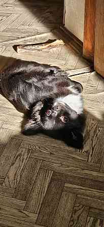 Продам щенка чихуахуа Мариуполь