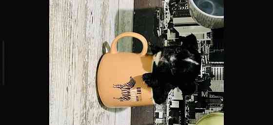 Продам щенка чихуахуа Мариуполь