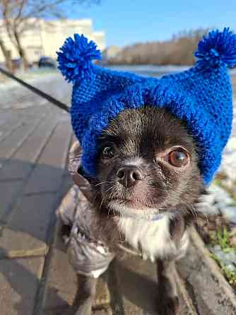 Продам щенка чихуахуа Мариуполь