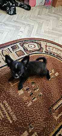 Продам щенка чихуахуа Мариуполь