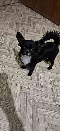 Продам щенка чихуахуа Мариуполь