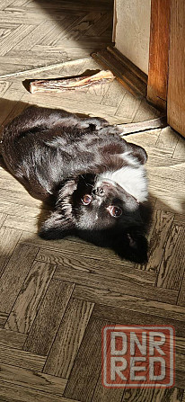 Продам щенка чихуахуа Мариуполь - изображение 4