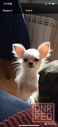 Продам щенка чихуахуа Мариуполь - изображение 7