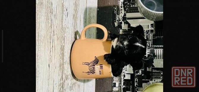 Продам щенка чихуахуа Мариуполь - изображение 5