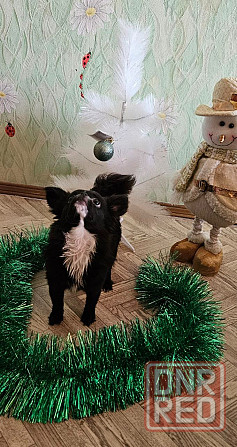 Продам щенка чихуахуа Мариуполь - изображение 3