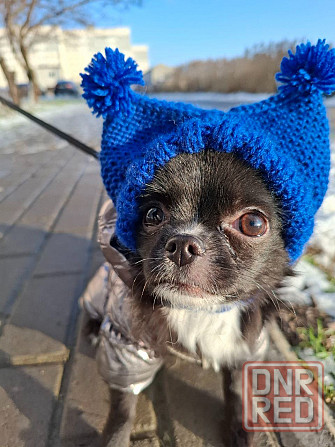 Продам щенка чихуахуа Мариуполь - изображение 2