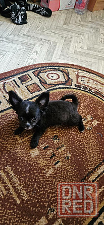 Продам щенка чихуахуа Мариуполь - изображение 6