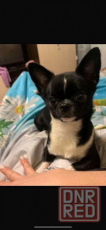 Продам щенка чихуахуа Мариуполь - изображение 8