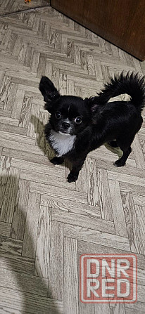 Продам щенка чихуахуа Мариуполь - изображение 1