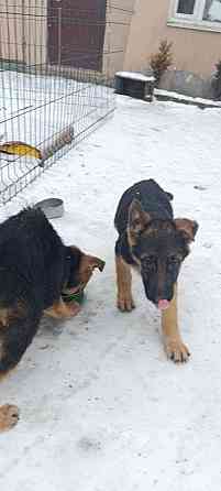 Щенок немец привит Макеевка