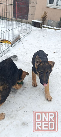 Щенок немец привит Макеевка - изображение 1