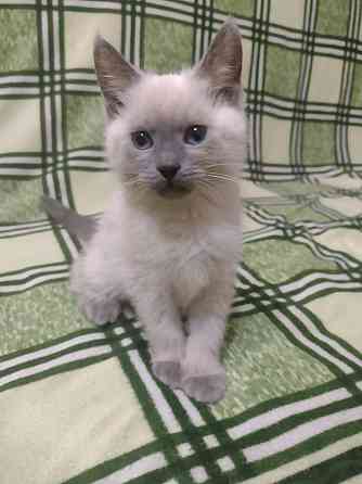 Продам котенка Невская Маскарадная Донецк