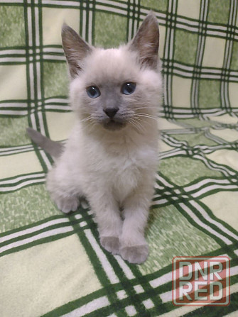 Продам котенка Невская Маскарадная Донецк - изображение 1