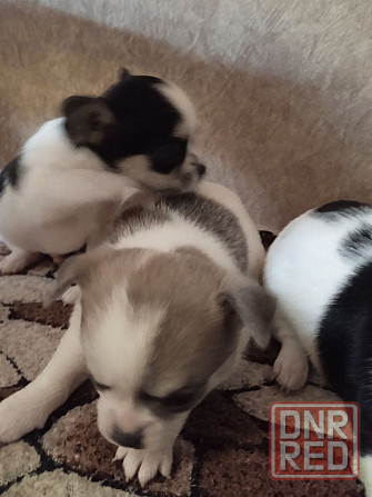 Щенки Чихуахуа Макеевка - изображение 1