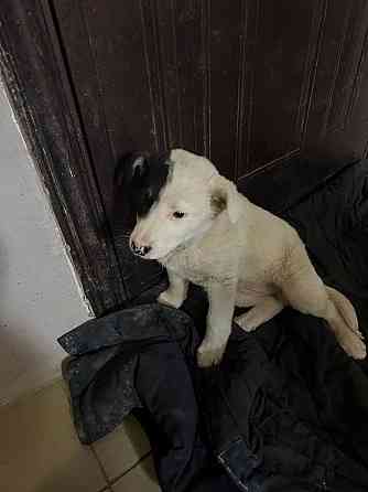 Помогите спасти жизнь собачьему ребенку Донецк