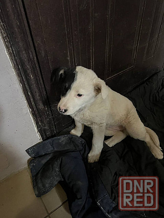 Помогите спасти жизнь собачьему ребенку Донецк - изображение 1