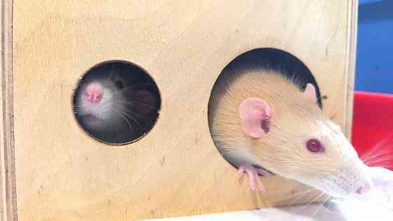 Крыски в хорошие руки Донецк