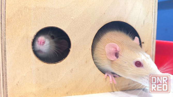 Крыски в хорошие руки Донецк - изображение 1