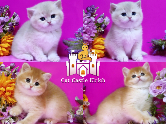 Шикарные британские котята Донецк