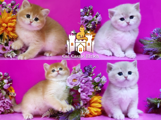 Красивейшие британские котята Луганск