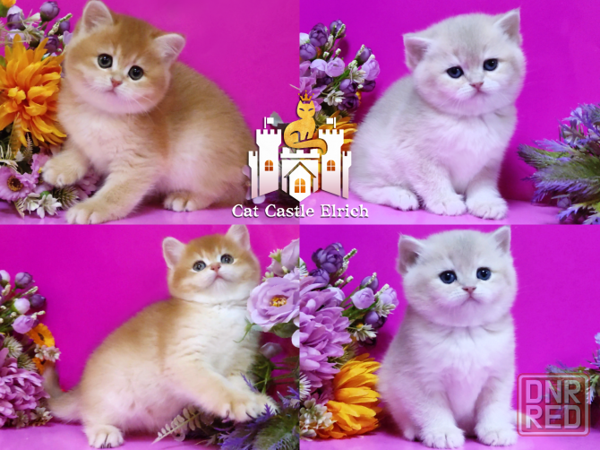 Красивейшие британские котята Луганск - изображение 1