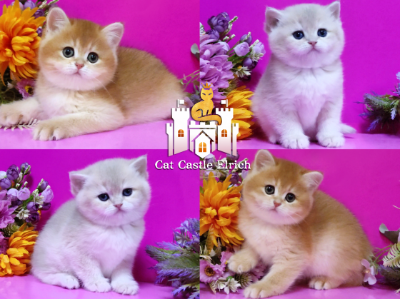 Британские котята - нежные девочки Мелитополь