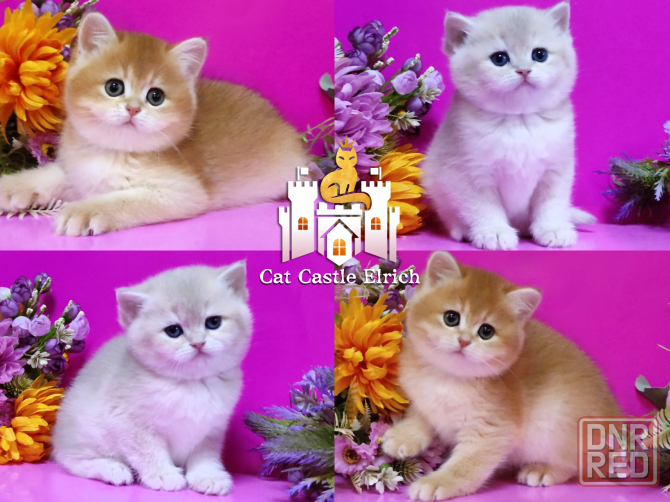 Британские котята - нежные девочки Мелитополь - изображение 1