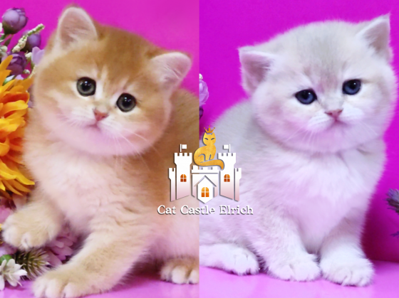 Ну просто чудо - британские котята Мариуполь