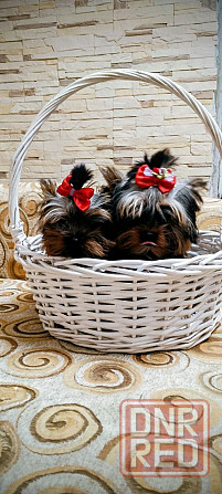 Продам щенков йорка Донецк - изображение 1