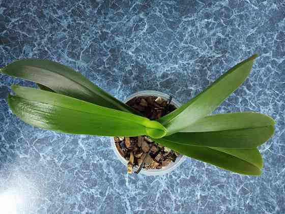 Подросток белой орхидеи Донецк