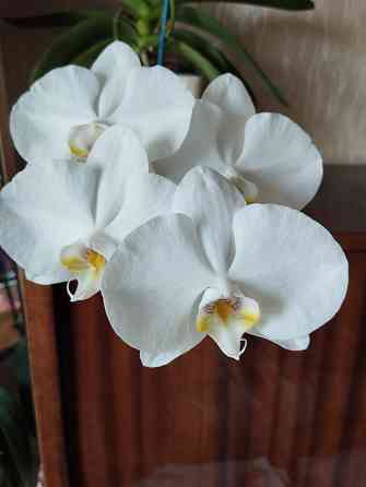 Белая орхидея Донецк