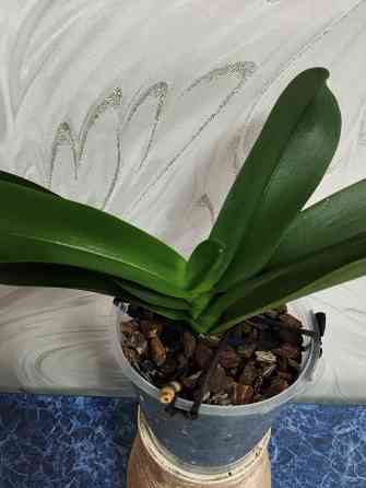 Подросток белой орхидеи Донецк