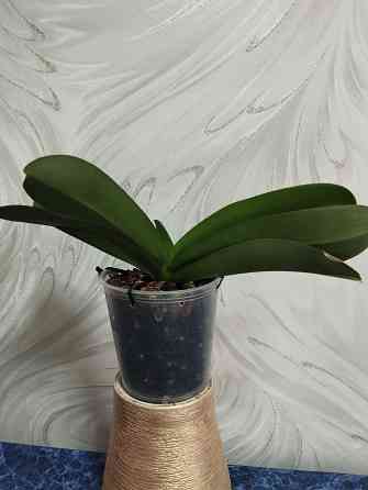 Подросток белой орхидеи Донецк