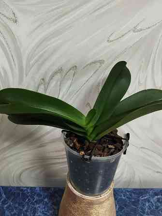 Подросток белой орхидеи Донецк