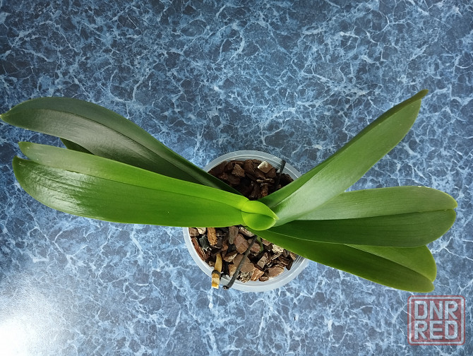 Подросток белой орхидеи Донецк - изображение 4