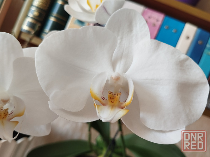 Подросток белой орхидеи Донецк - изображение 6